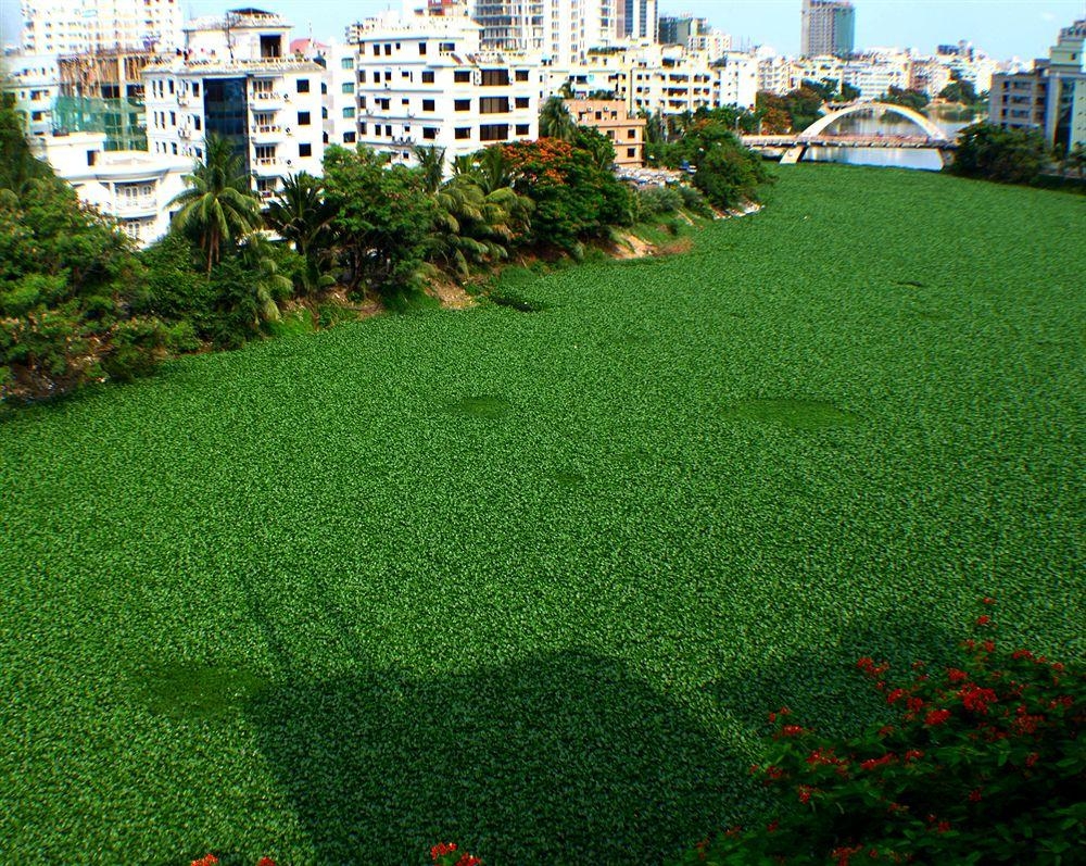 Amazon Lilly