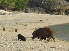 Utopia Rote Lodge