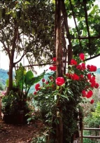 Agriturismo Ristorante - Casa di Scina