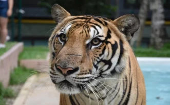 Kamala Phuyai Resort