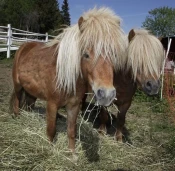 Högbo Pensionat Skommarsgården