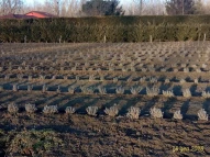 Agriturismo La Cascina di Carlotta