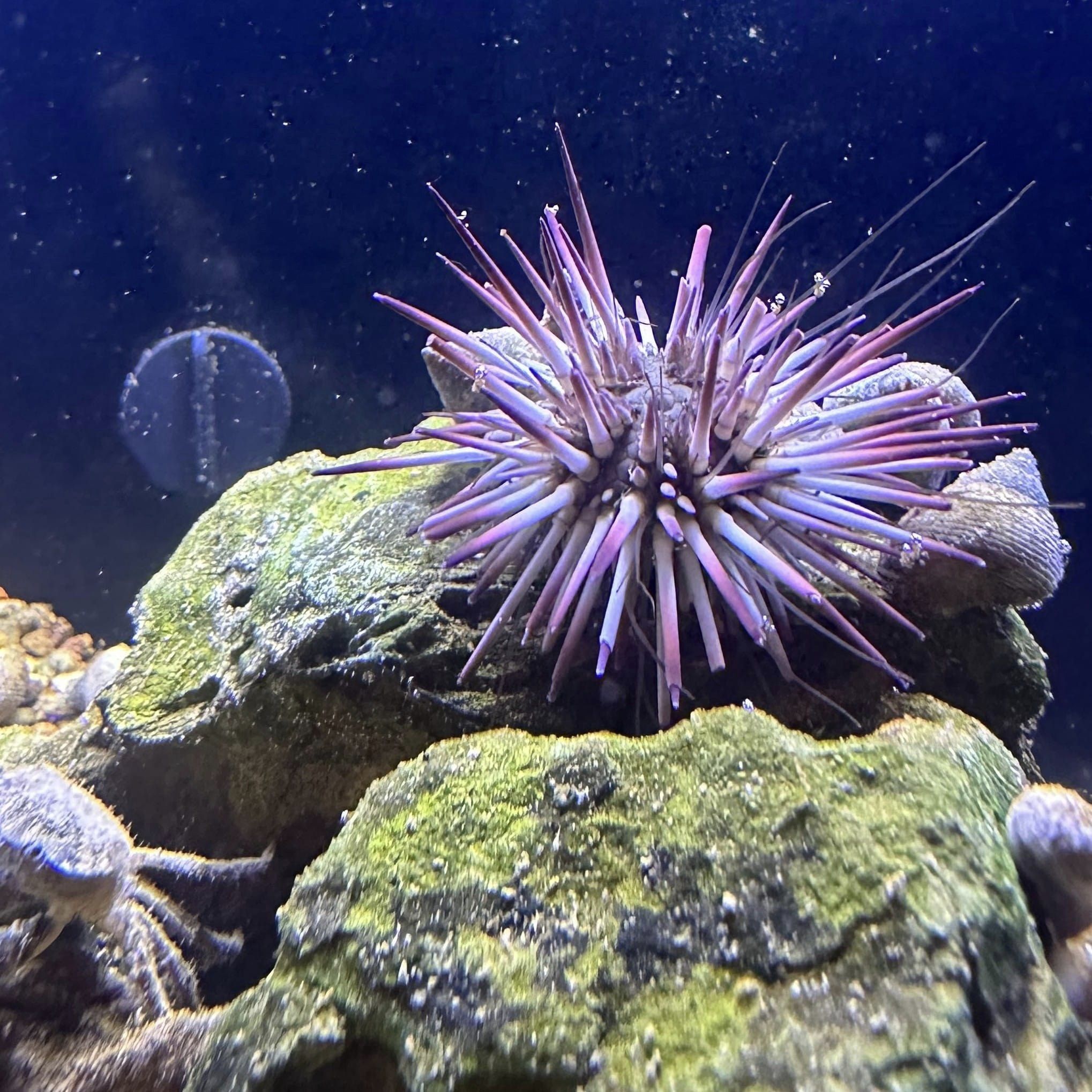 Tybee Island Marine Science Center