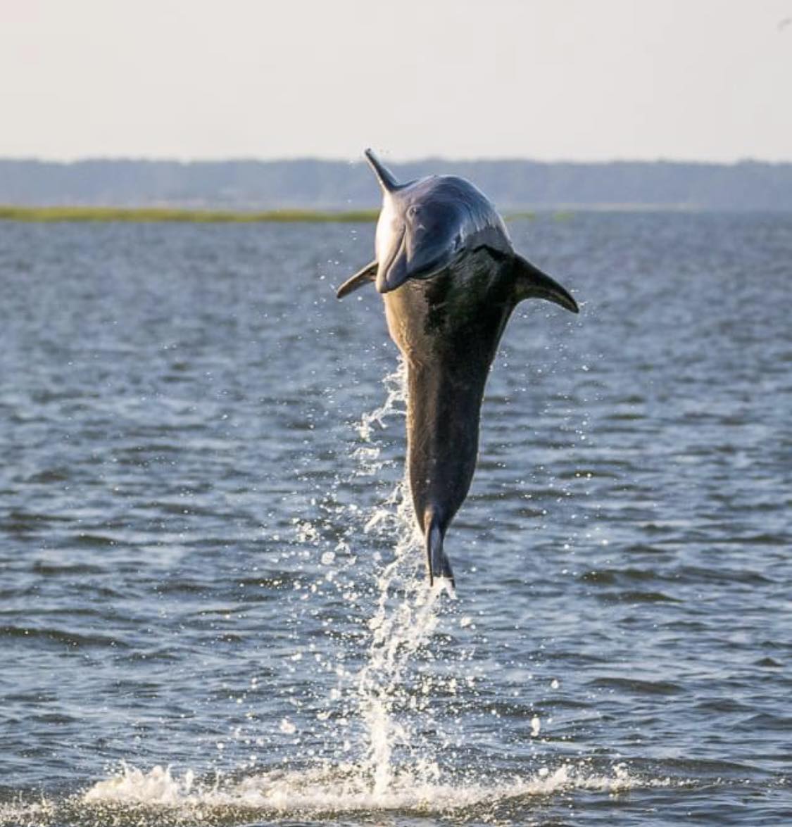 Captain Derek's Dolphin Adventures