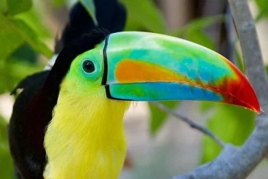 National Aviary of Colombia