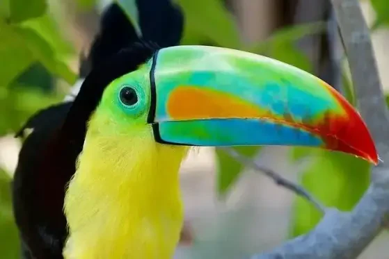 National Aviary of Colombia