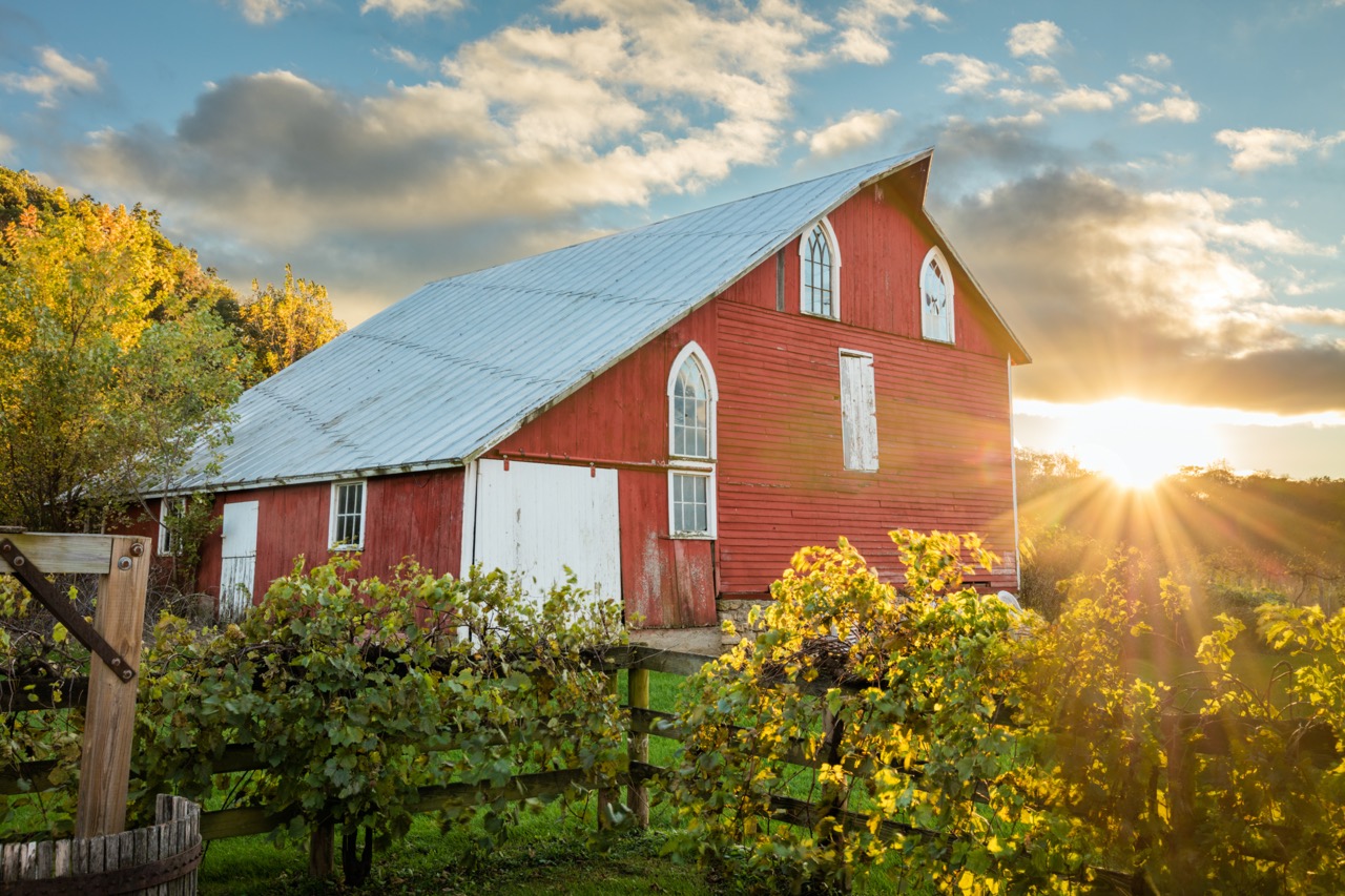 Galena Cellars Vineyard