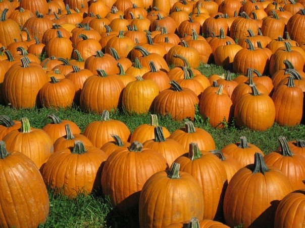 Curtis Orchard and Pumpkin Patch