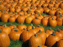 Curtis Orchard and Pumpkin Patch