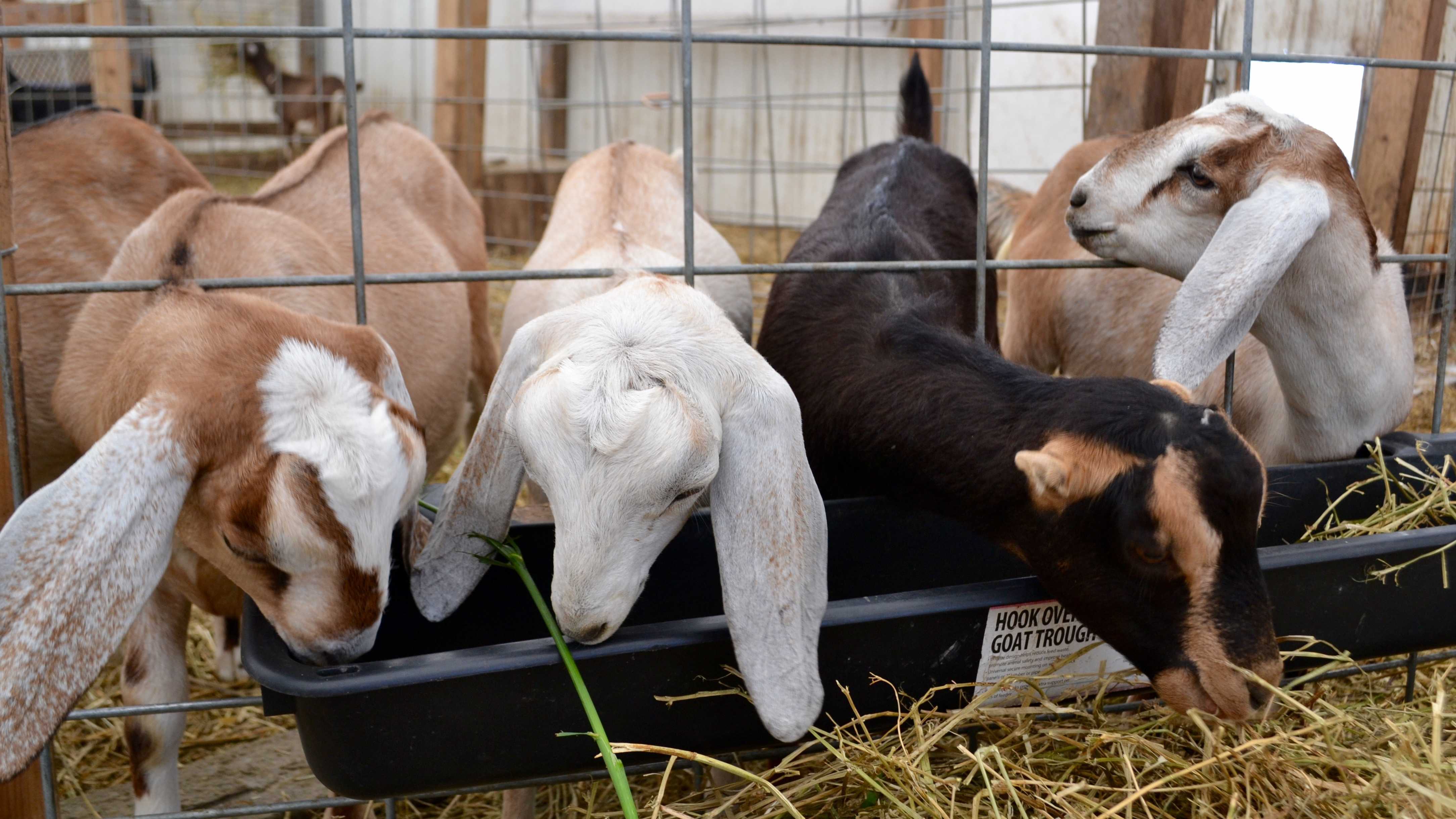 Prairie Fruits Farm and Creamery