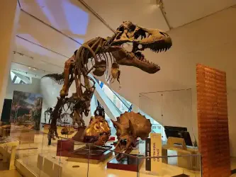 Royal Ontario Museum