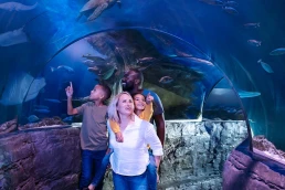Sea Life San Antonio