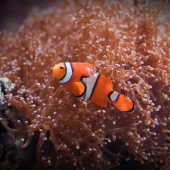 Sea Life San Antonio