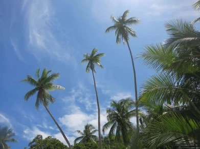 Playa Playitas Manuel Antonio