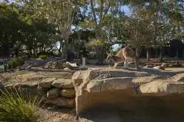 Wild Australia Experience Tour at Taronga Sydney