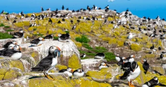 Witless Bay Ecological Reserve