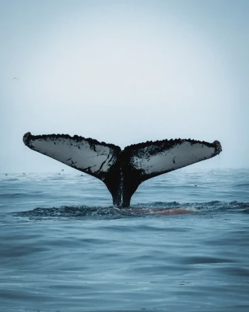 Ocean Quest Adventures