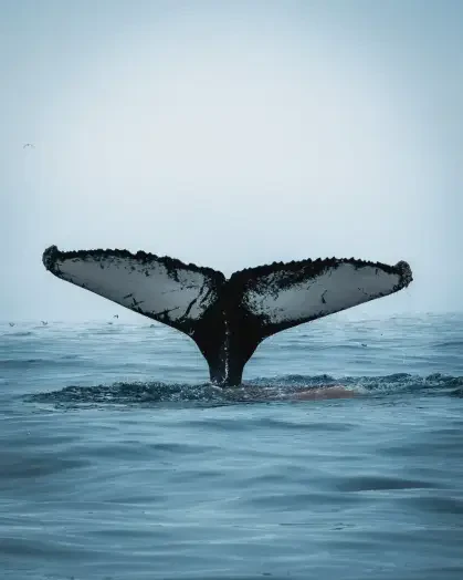 Aventuras de la Búsqueda Oceánica