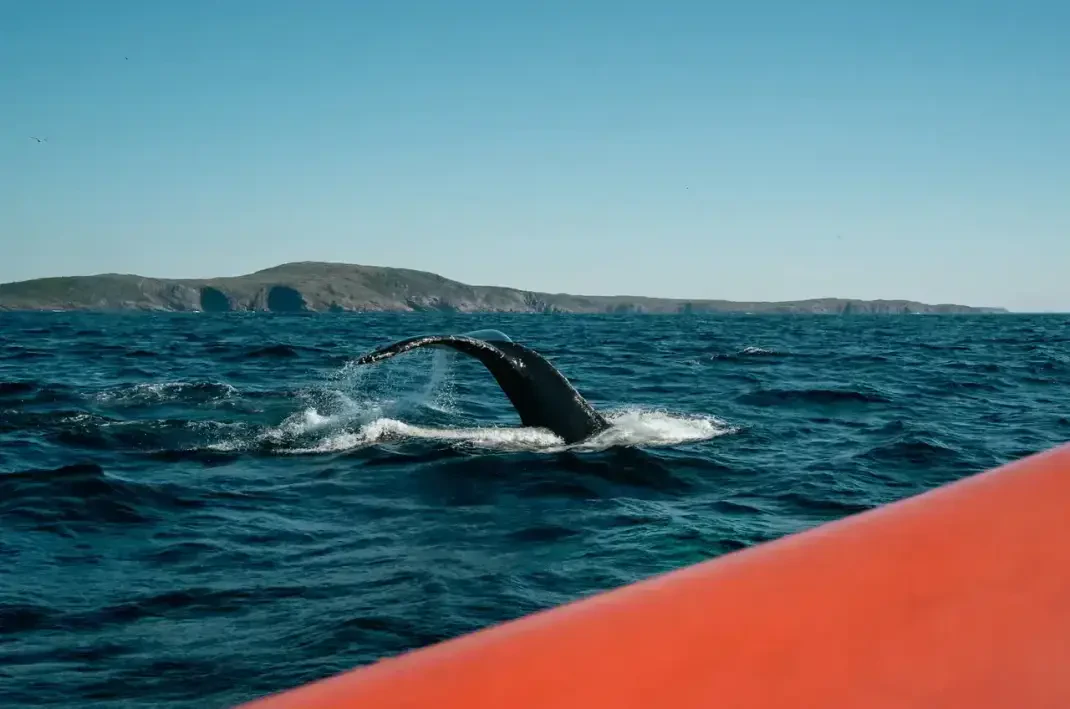 Aventuras de la Búsqueda Oceánica