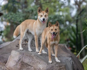 Taronga Sydney