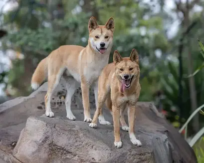 Taronga Sydney