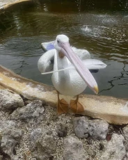 Florida Keys Wild Bird Centre