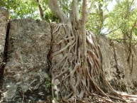 Windley Key Fossil Reef Geological Park
