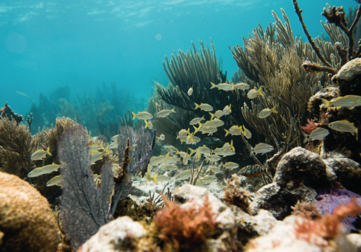 John Pennekamp Coral Reef State Park