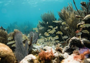 John Pennekamp Coral Reef State Park