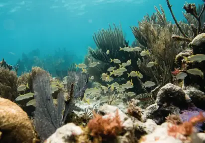 John Pennekamp Coral Reef State Park