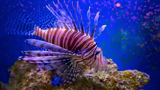 John Pennekamp Coral Reef State Park