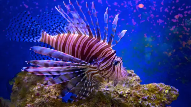 John Pennekamp Coral Reef State Park