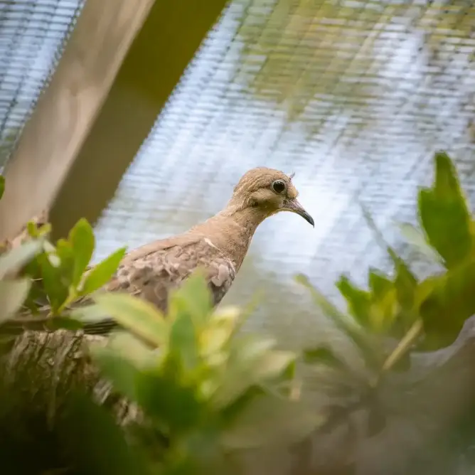 佛羅里達群島野鳥中心