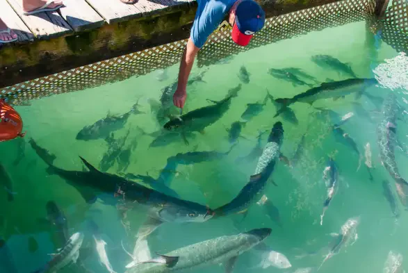 Robbie’s of Islamorada