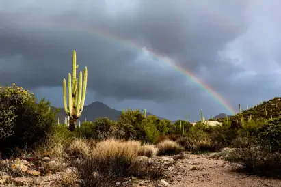 Saguaro National Park