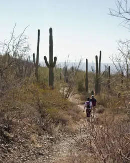 Saguaro National Park