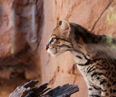 Arizona-Sonora Desert Museum