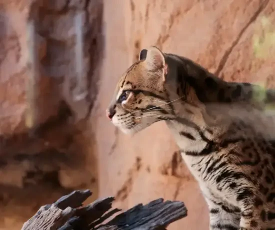Arizona-Sonora Desert Museum