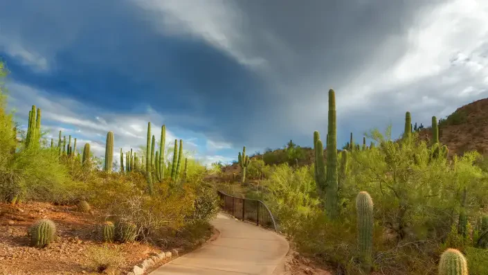Desert Botanical Garden