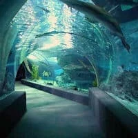 Vida Marítima Bangkok Ocean World