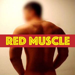عضلة حمراء - مغلقة