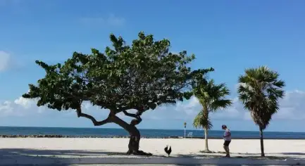 Higgs Beach