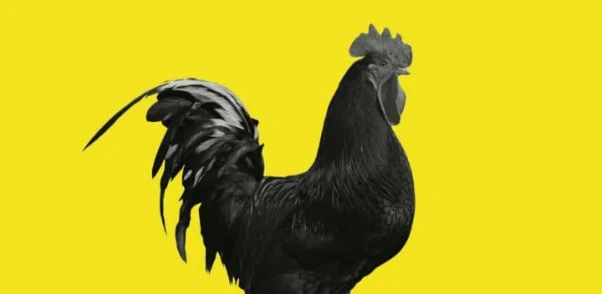 Cock | Sydney Gay & Lesbian Mardi Gras & The Flying Nun