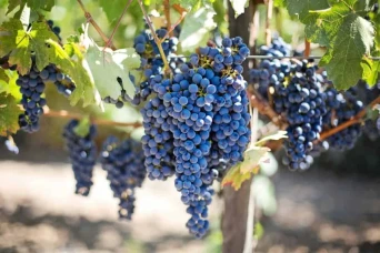 Gay Group Trip: Food And Wine In Puglia
