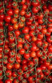 Gay Group Trip: Food And Wine In Puglia
