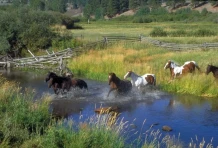 Montana Montana