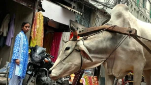 গে প্ল্যাট ত্রিপ্রীতি: স্প্লেন্ডার অফ সিন্ডিকেট