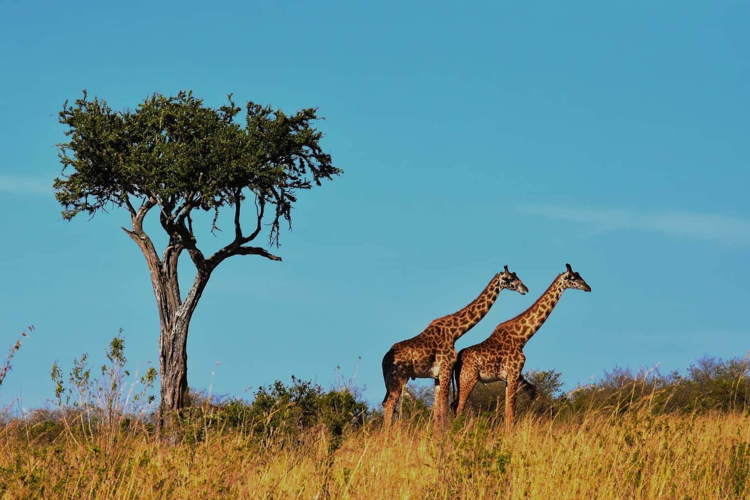 同性戀團體旅行：坦桑尼亞野生動物園