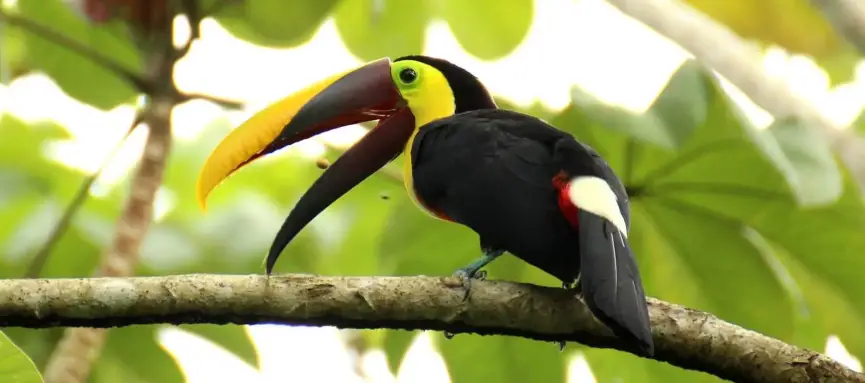 Gay Group Trip: Experience Costa Rica