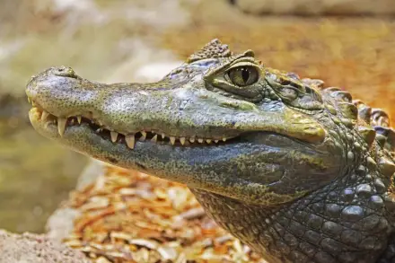 alligator-1579916_1920
